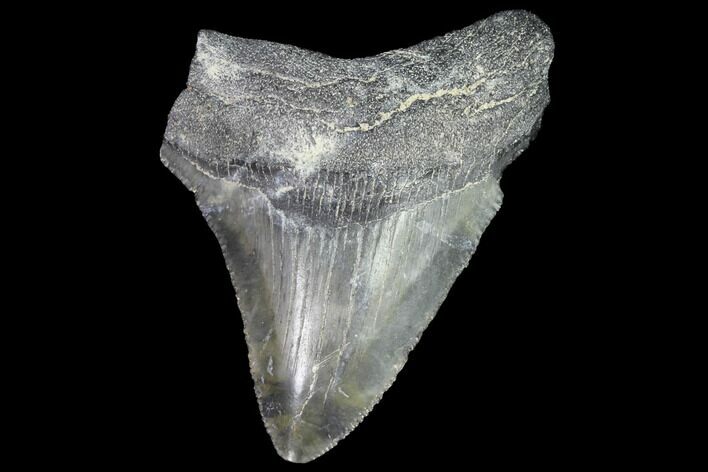 Serrated, Juvenile Megalodon Tooth - Georgia #90749
